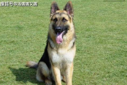 娱乐吃瓜酱牧羊犬,揭秘牧羊犬背后的故事