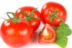 穿书去娱乐圈吃瓜番茄,番茄在娱乐圈的瓜田漫步