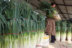 山东大葱种植技术,从选地播种到病虫害防治的全方位指导