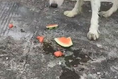 娱乐吃瓜酱中华田园犬,揭秘中华田园犬的趣味生活