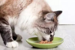 娱乐吃瓜猫咪视频大全免费观看,免费观看吃瓜猫咪视频大全