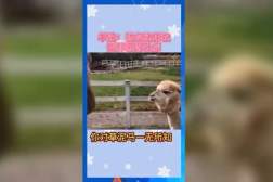 娱乐吃瓜宣传片,揭秘娱乐圈幕后故事