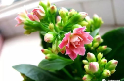 一枝花娱乐吃瓜,揭秘娱乐圈吃瓜背后的真相