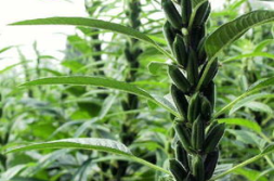 芝麻价格,价格波动与供需动态