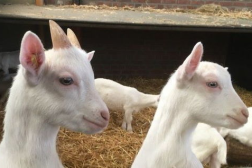 娱乐吃瓜外婆养大的羊羊视频,娱乐吃瓜界的暖心萌宠